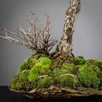 Detalle de nebari, kurama natural de granito