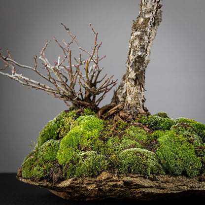 Detalle de nebari, kurama natural de granito