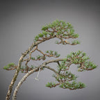 Detalle de copas de doble tronco de bonsai