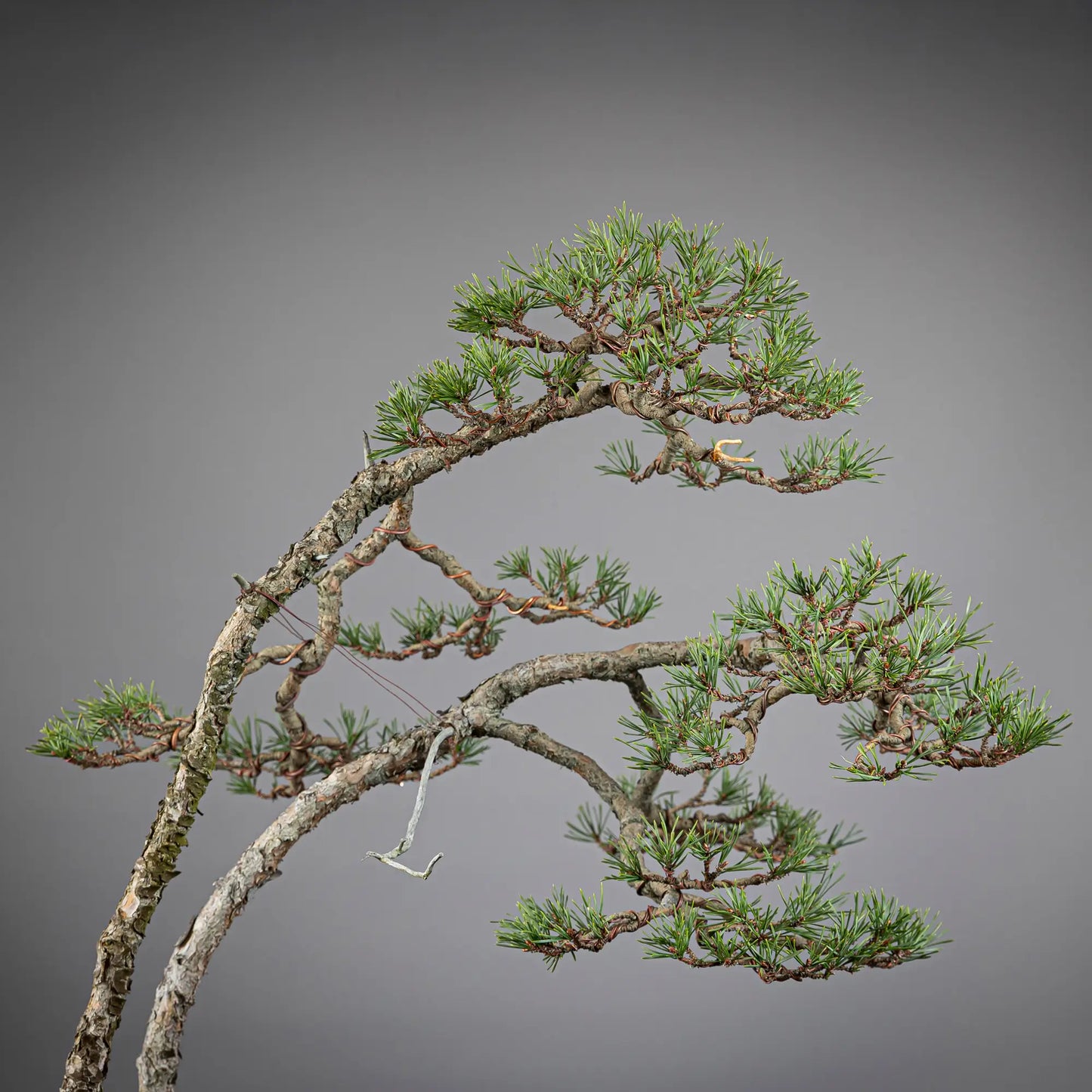 Detalle de copas de doble tronco de bonsai