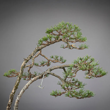 Detalle de copas de doble tronco de bonsai