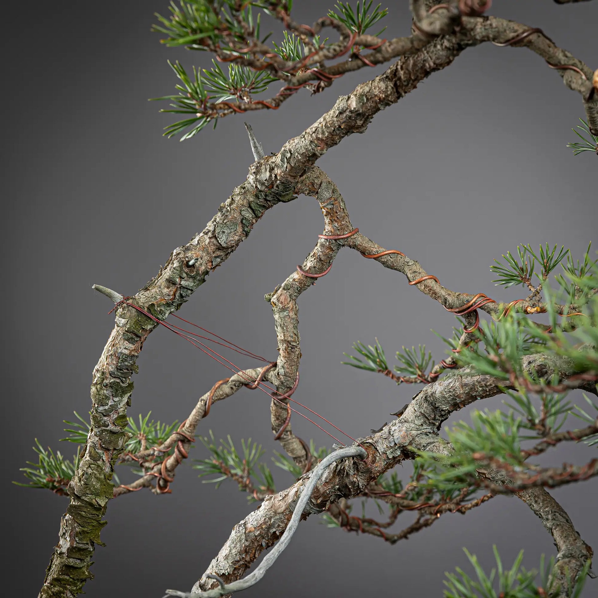 Detalle de ramas y tronco de bonsai