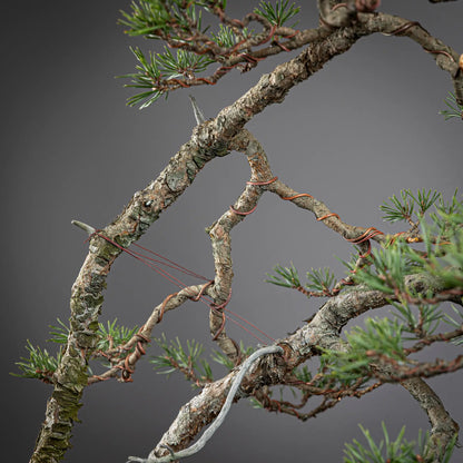 Detalle de ramas y tronco de bonsai