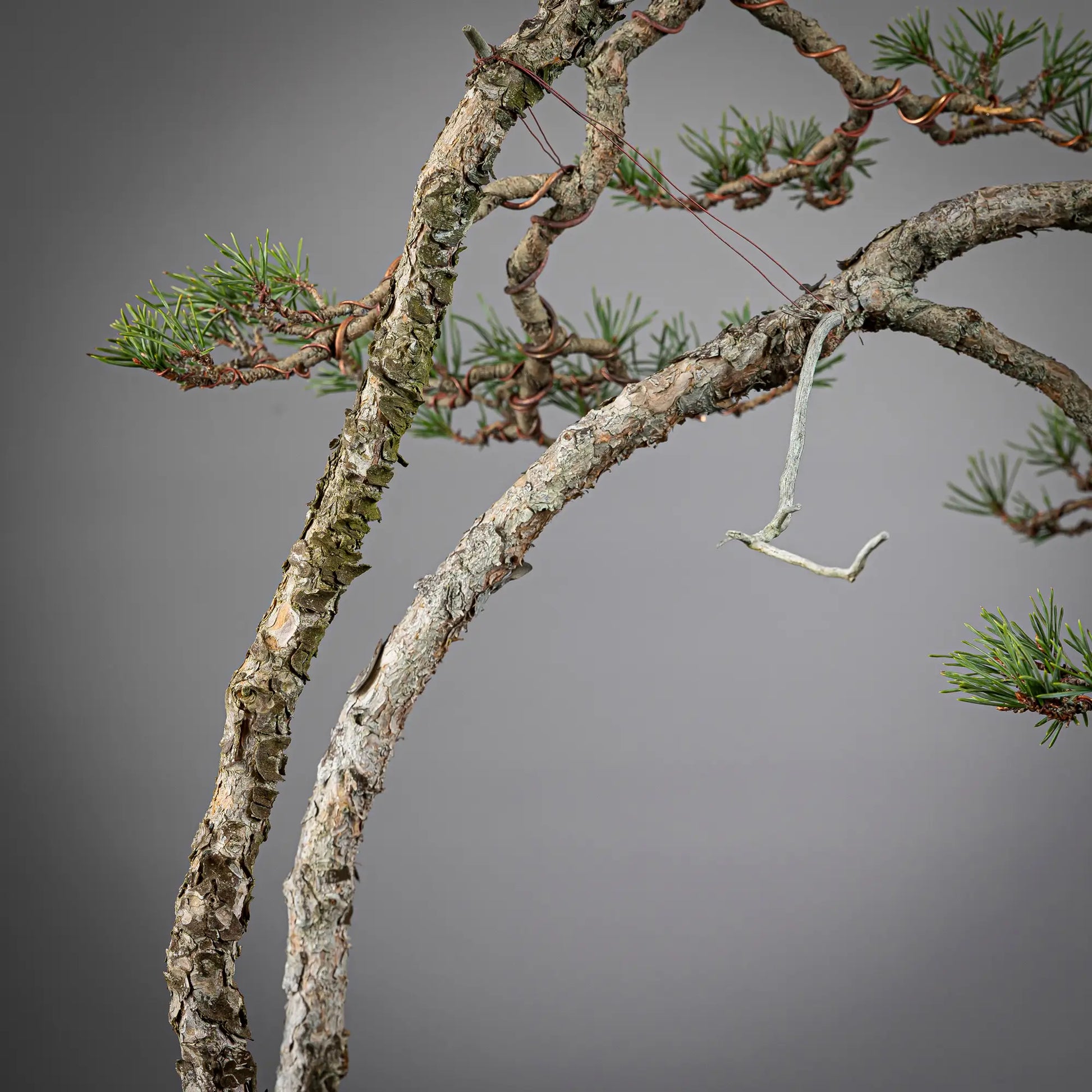 Detalle de doble tronco 