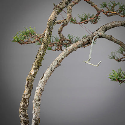 Detalle de doble tronco 