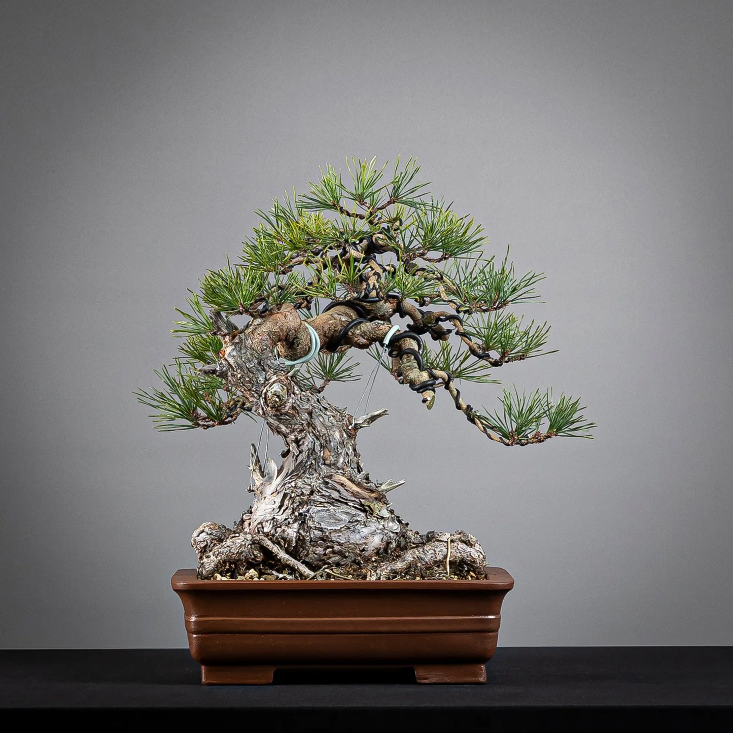 Frente de bonsai yamadori de pinus sylvestris en estilo moyogi y tamaño chuhin