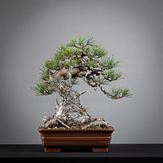 Frente de bonsai yamadori de pinus sylvestris en estilo moyogi y tamaño chuhin