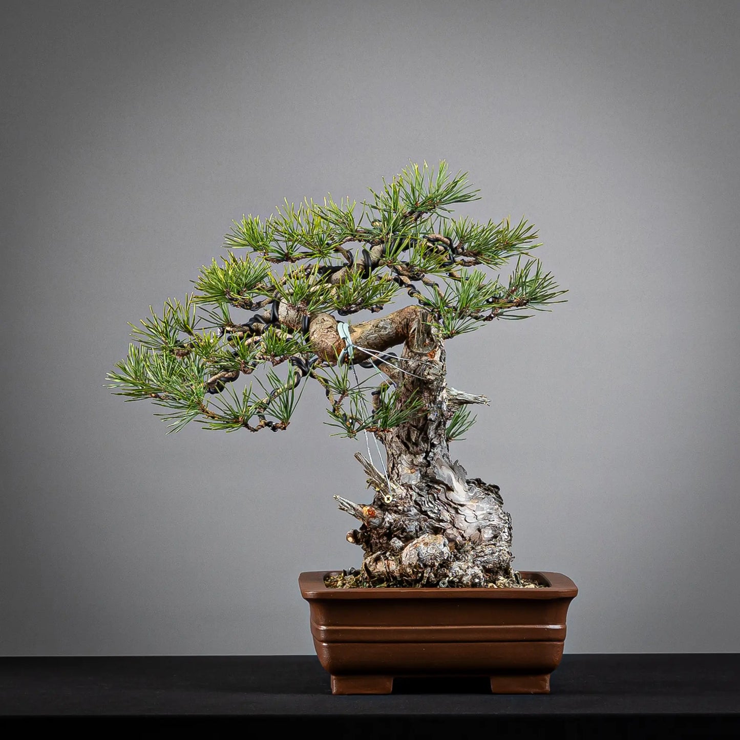 Cara izquierda de bonsai de pinus sylvestris