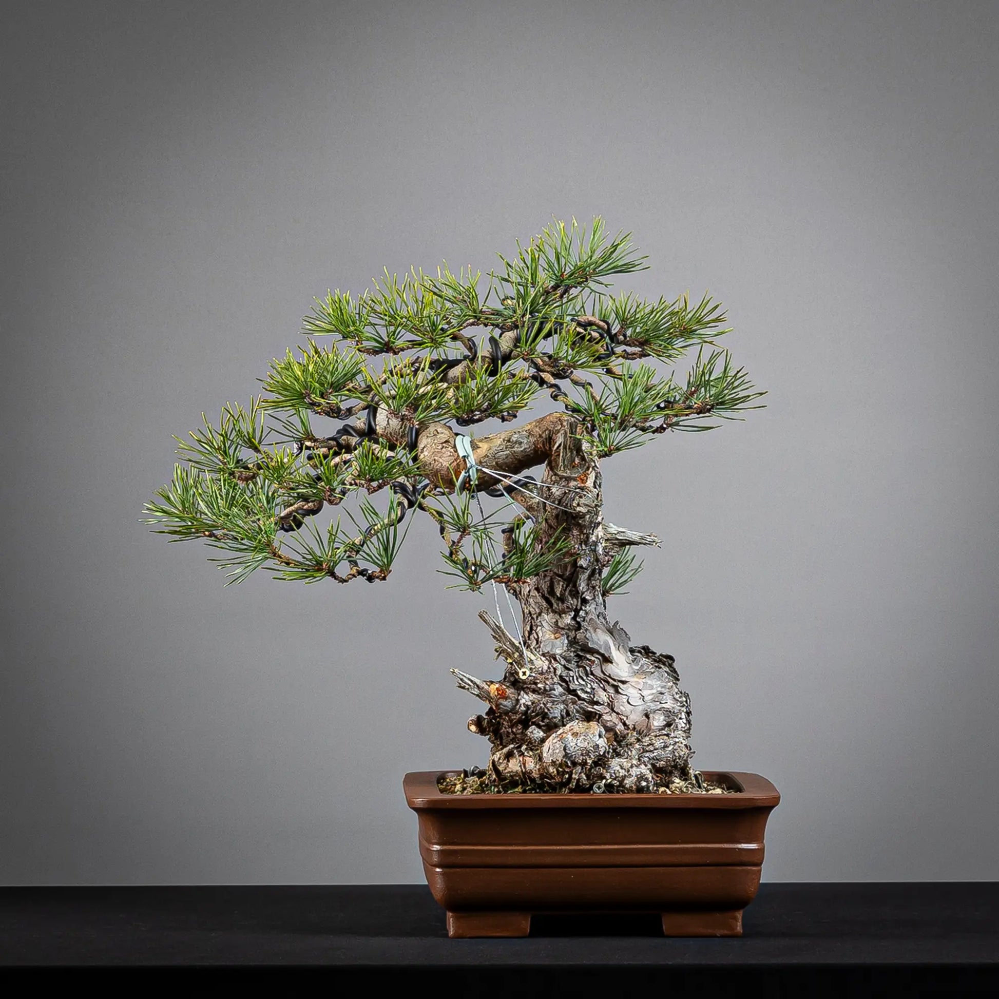 Cara izquierda de bonsai de pinus sylvestris