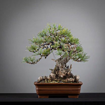 Cara trasera de bonsai de pinus sylvestris