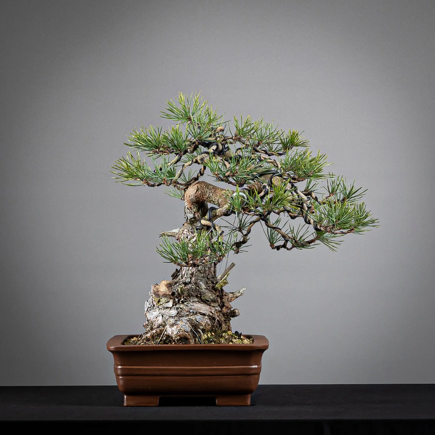 Cara derechad e bonsai de pinus sylvestris