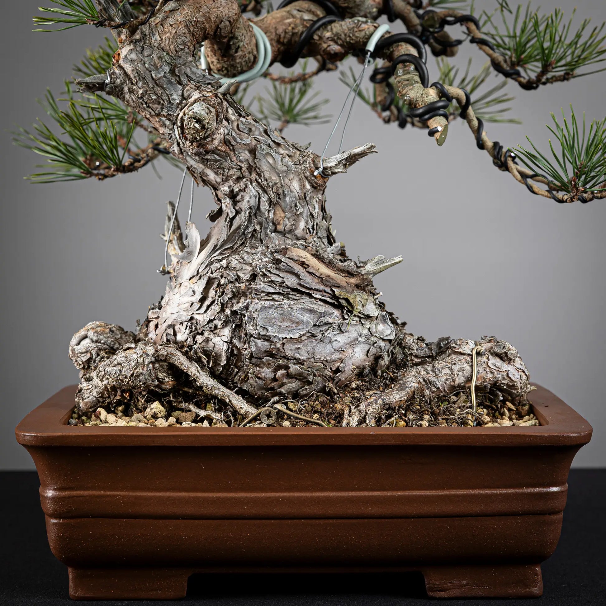 Nebari y tronco de bonsai de pinus sylvestris