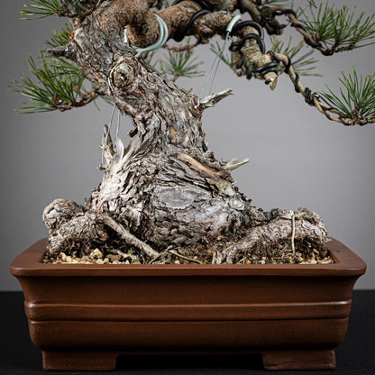 Nebari y tronco de bonsai de pinus sylvestris