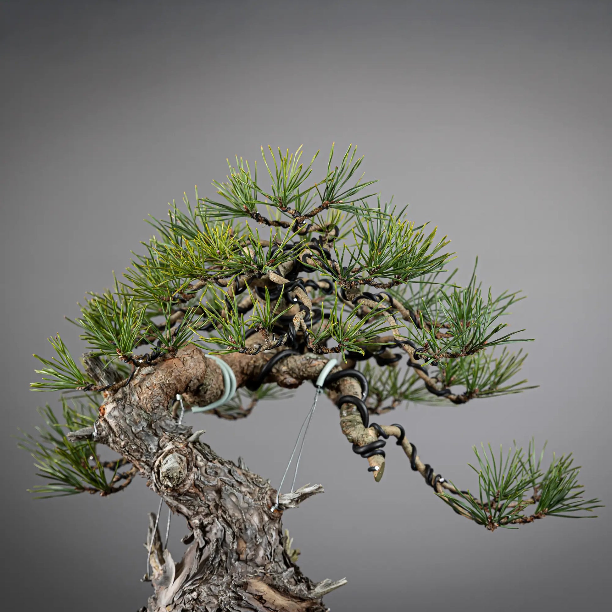 apice de bonsai de pinus sylvestris
