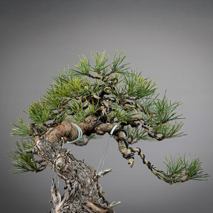apice de bonsai de pinus sylvestris