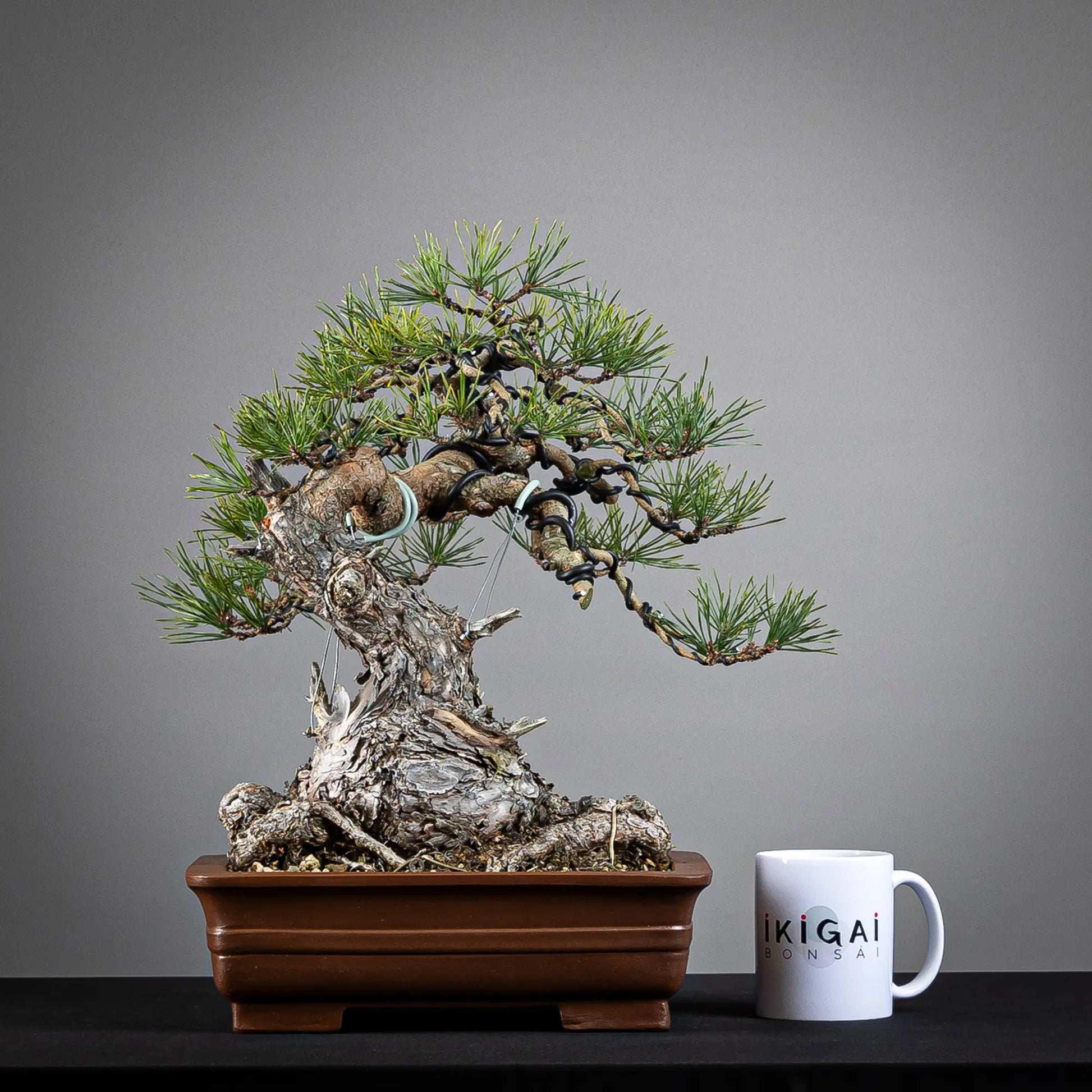 Comparativa de tamaño de bonsai de pinus sylvestris de tamaño chuhin con una taza de café de la tienda ikigai bonsái.