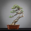 PINUS SYLVESTRIS