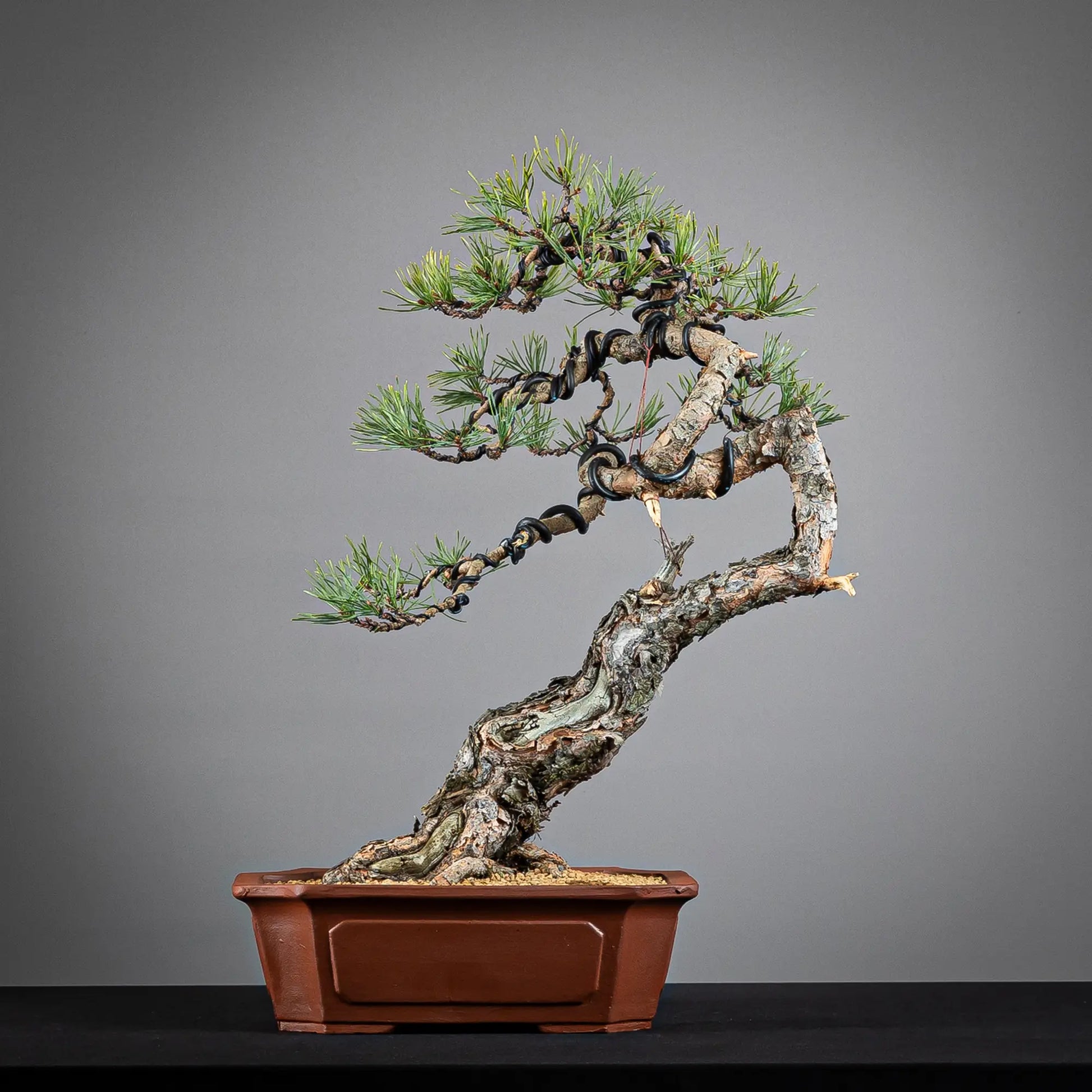 Frente de bonsai de pinus sylvestris en estilo moyogi y tamaño dai