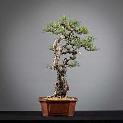 Cara derecha de bonsai de pinus sylvestris