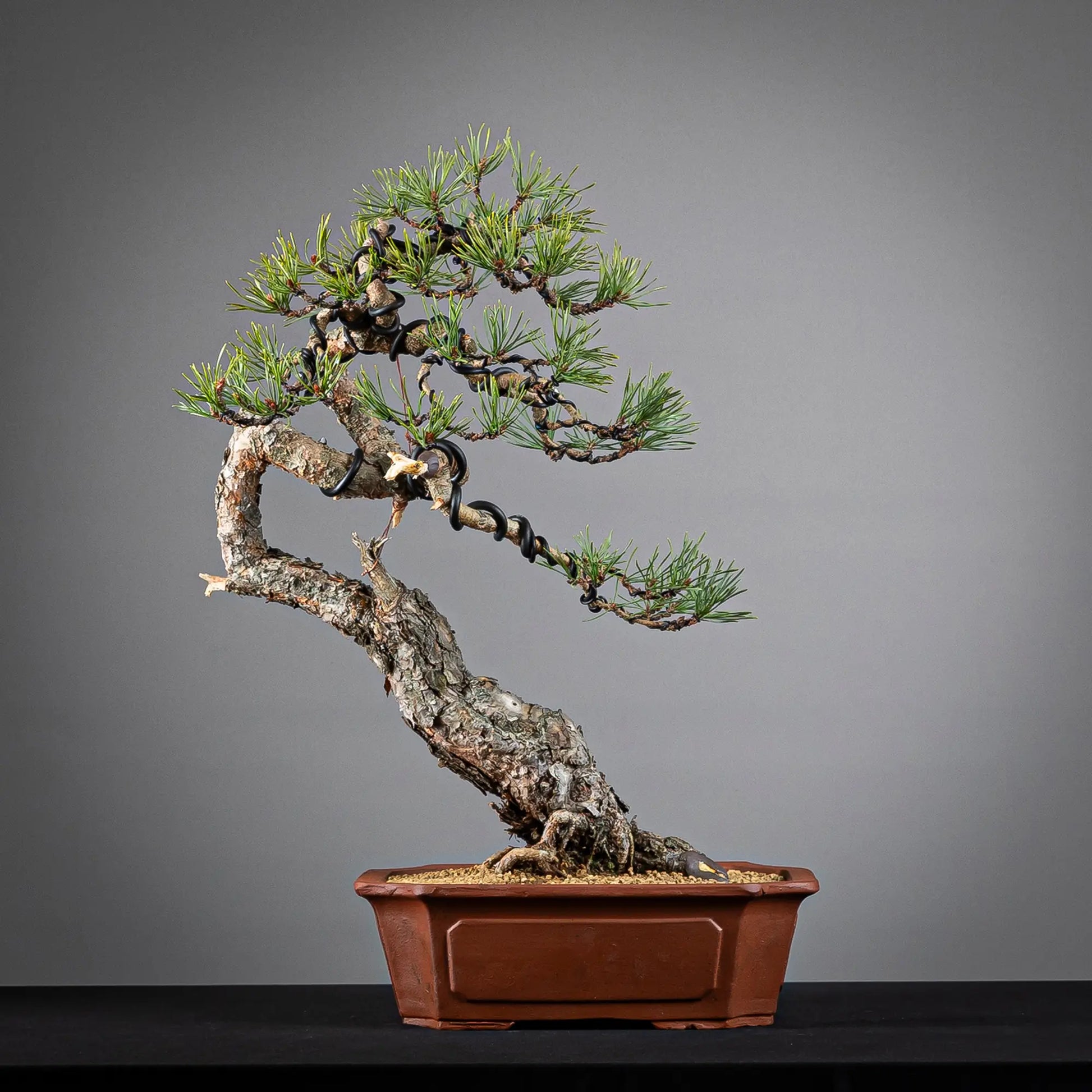 Cara trasera de bonsai de pinus sylvestris