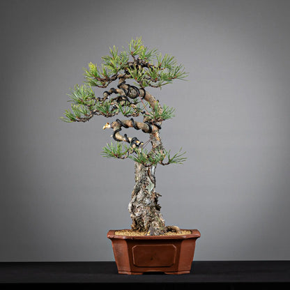 Cara izquierda de bonsai de pinus sylvestris