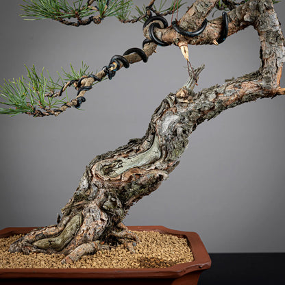 Detalle de tronco de bonsai de pinus sylvestris, jines y corteza vieja