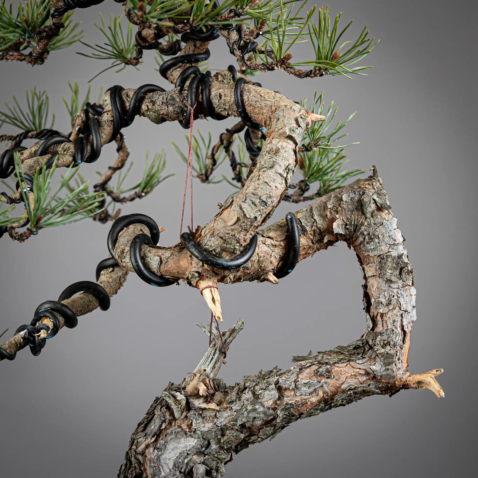 Detalle de curva en bonsai de pinus silvestris