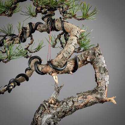 Detalle de curva en bonsai de pinus silvestris
