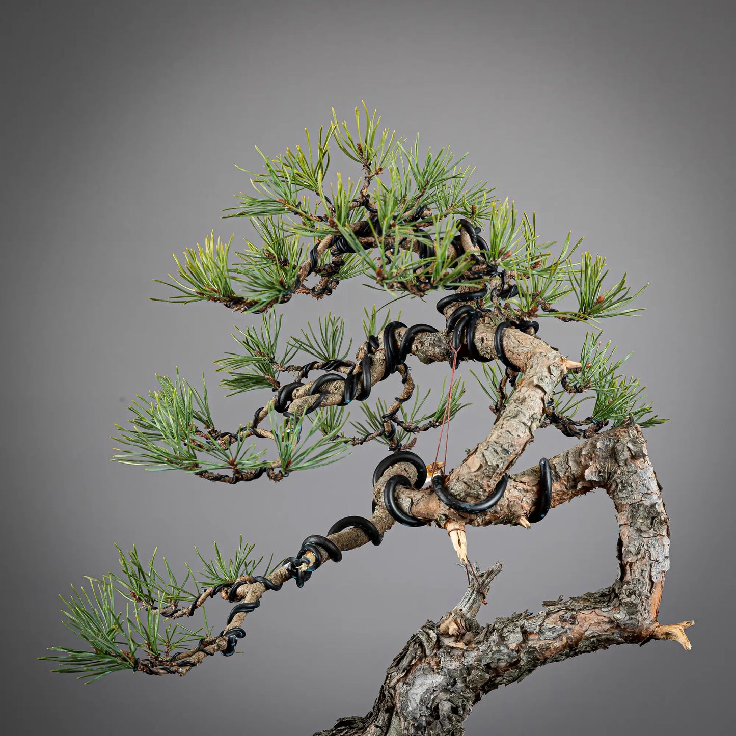 Detalle de copa de bonsai de pinus sylvestris estilo moyogi