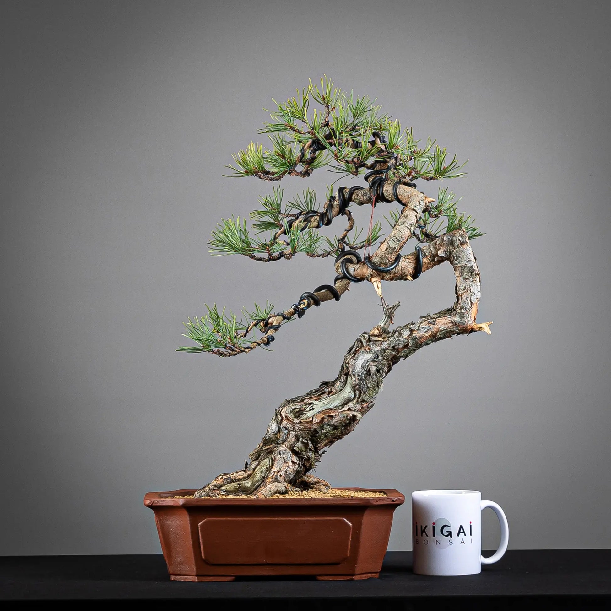 Comparativa de tamaño de bonsai de pinus sylvestris de tamaño dai con una taza de café de la tienda ikigai bonsai