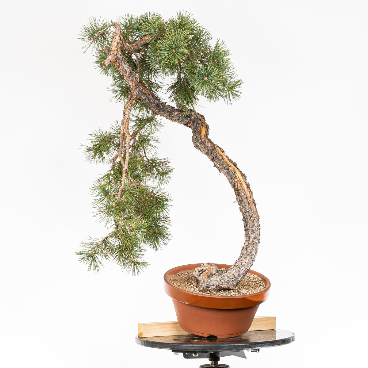 Bonsái - Pino silvestre (Pinus sylvestris) - PS10600