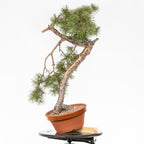 Bonsái - Pino silvestre (Pinus sylvestris) - PS10600