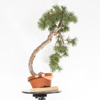 Bonsái - Pino silvestre (Pinus sylvestris) - PS10600