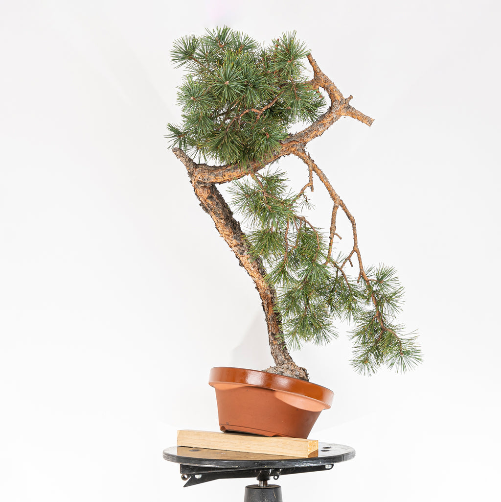 Bonsái - Pino silvestre (Pinus sylvestris) - PS10600