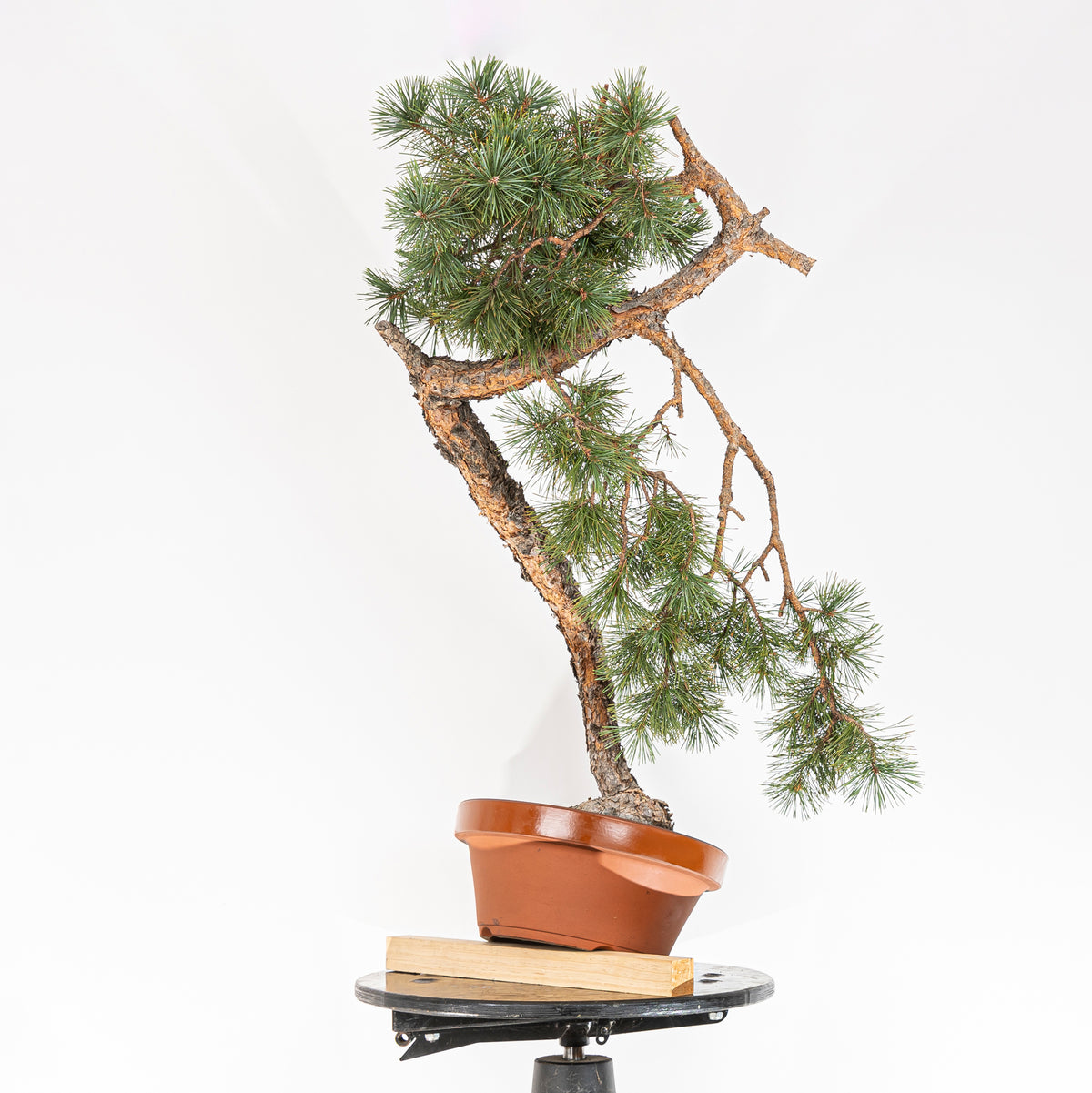 Bonsái - Pino silvestre (Pinus sylvestris) - PS10600