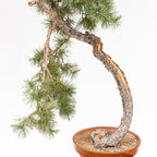 Bonsái - Pino silvestre (Pinus sylvestris) - PS10600