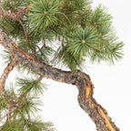Bonsái - Pino silvestre (Pinus sylvestris) - PS10600