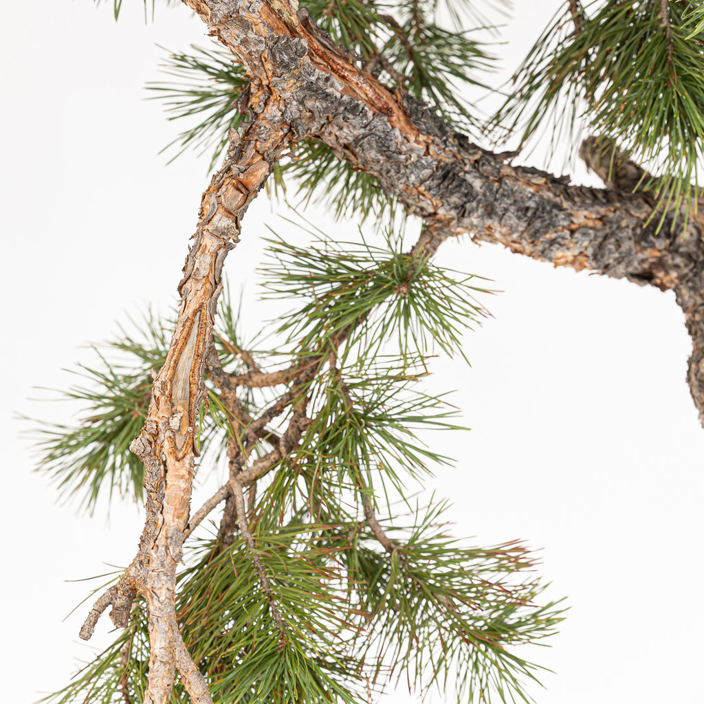 Bonsái - Pino silvestre (Pinus sylvestris) - PS10600