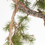 Bonsái - Pino silvestre (Pinus sylvestris) - PS10600