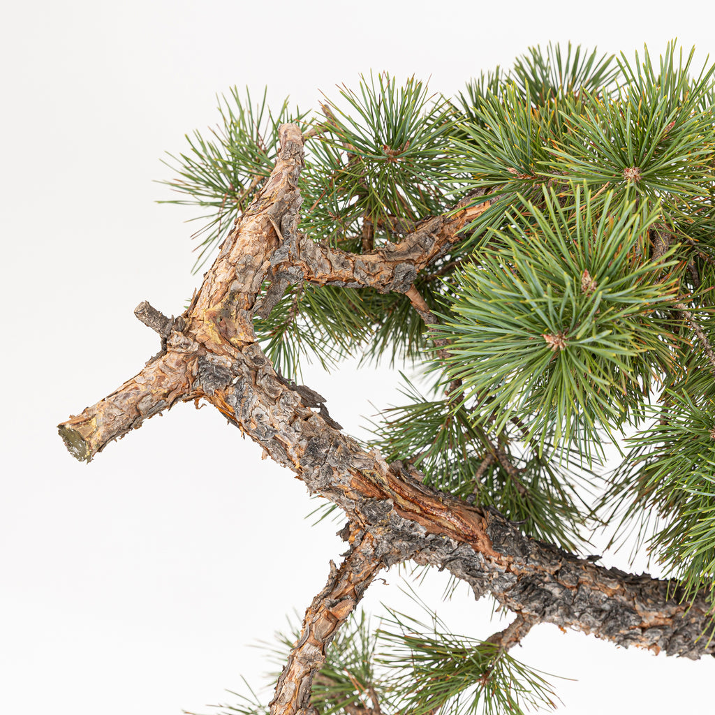 Bonsái - Pino silvestre (Pinus sylvestris) - PS10600