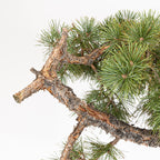 Bonsái - Pino silvestre (Pinus sylvestris) - PS10600