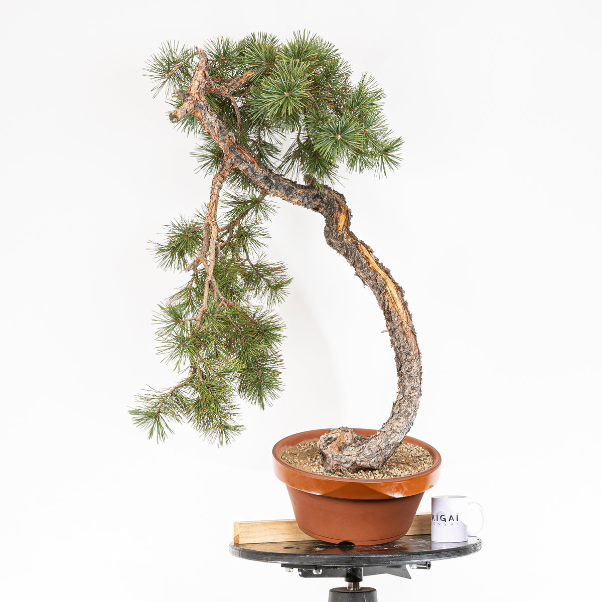 Bonsái - Pino silvestre (Pinus sylvestris) - PS10600