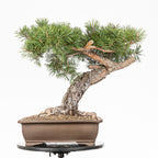 Bonsái - Pino silvestre (Pinus sylvestris) - PS10601