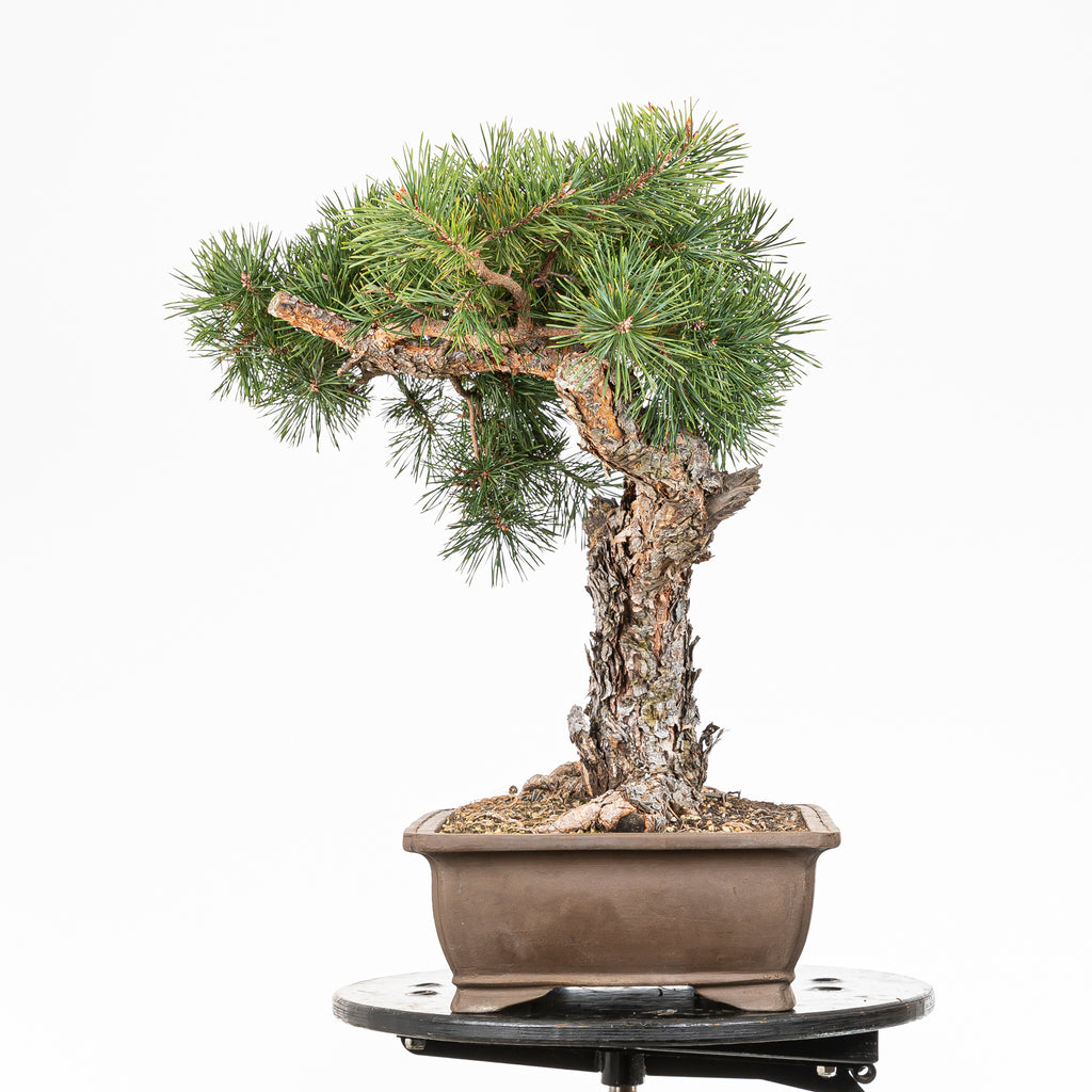 Bonsái - Pino silvestre (Pinus sylvestris) - PS10601