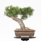 Bonsái - Pino silvestre (Pinus sylvestris) - PS10601