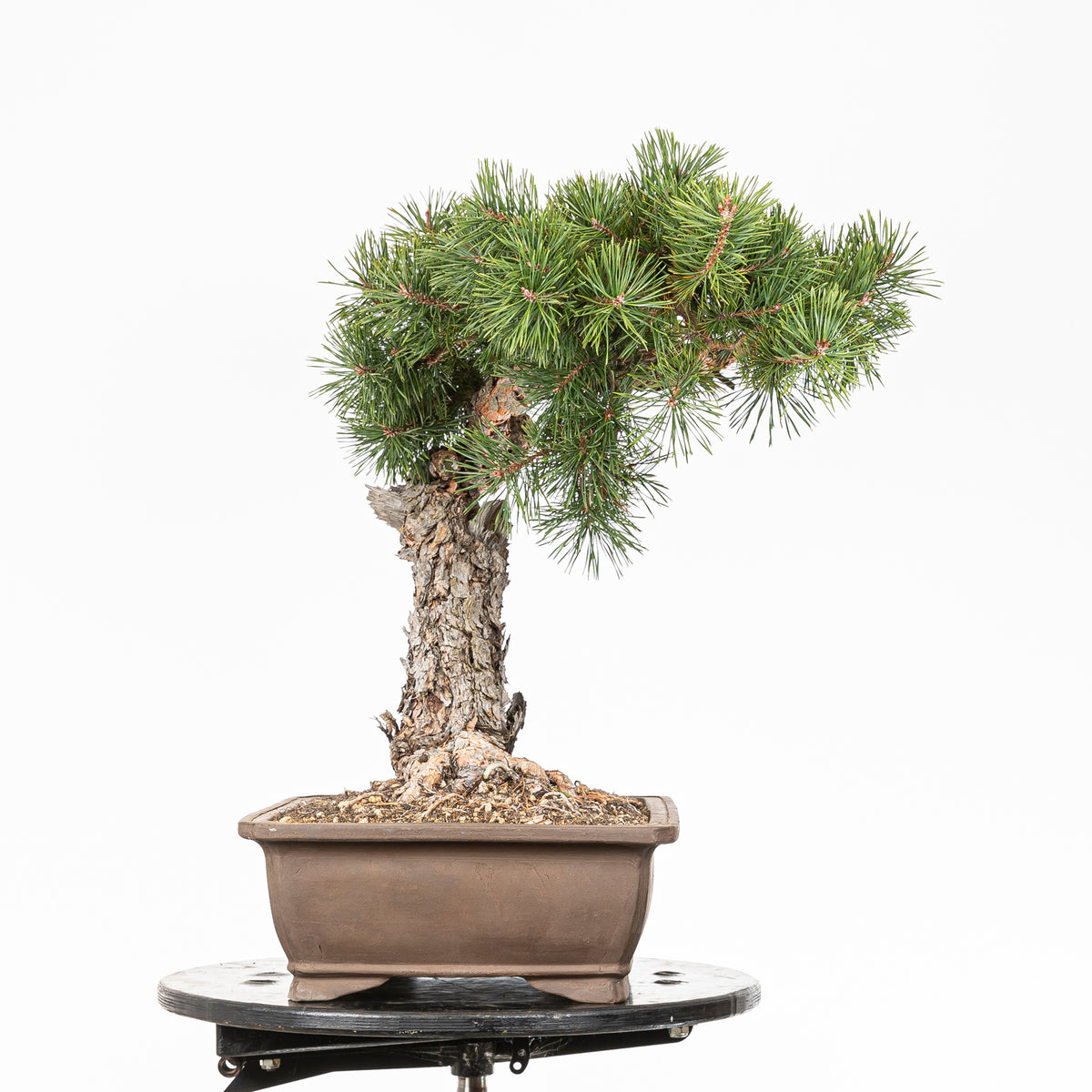 Bonsái - Pino silvestre (Pinus sylvestris) - PS10601