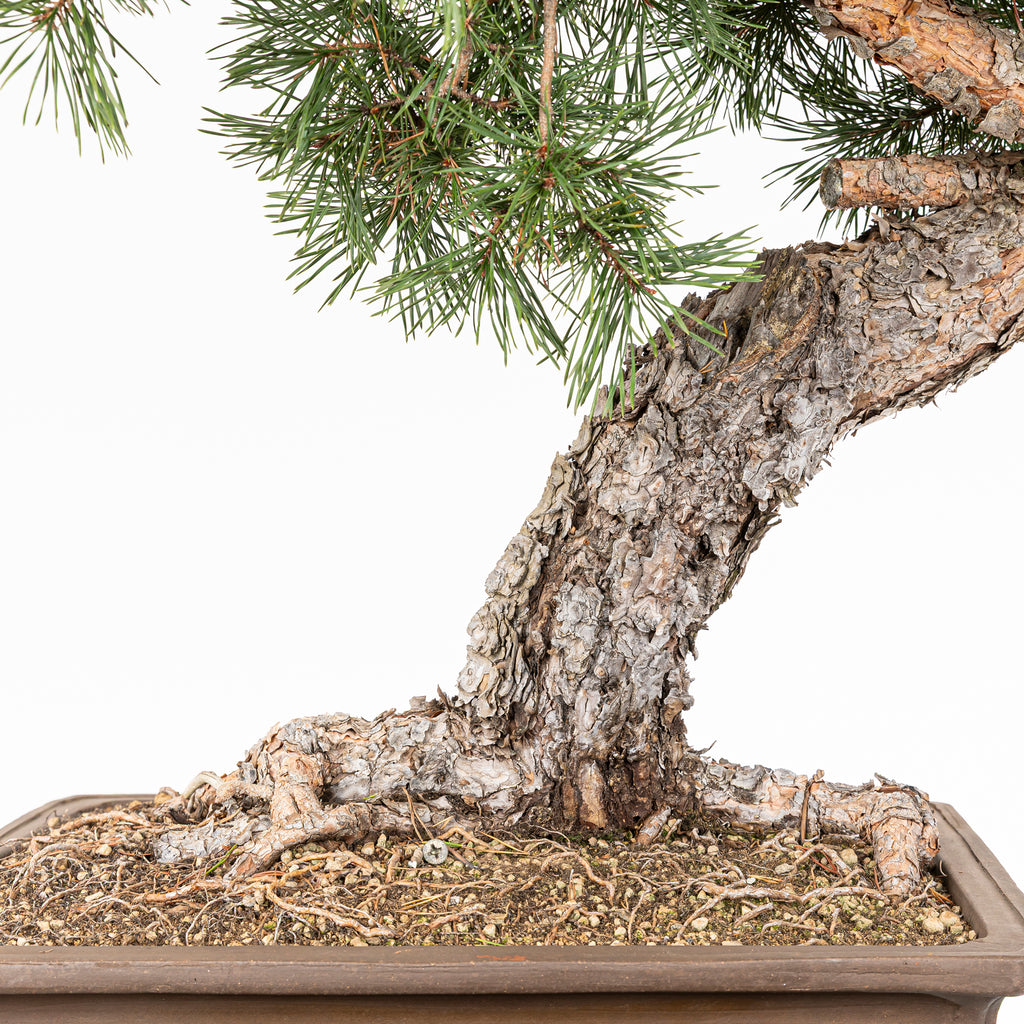 Bonsái - Pino silvestre (Pinus sylvestris) - PS10601