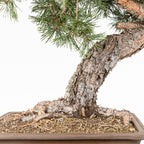 Bonsái - Pino silvestre (Pinus sylvestris) - PS10601