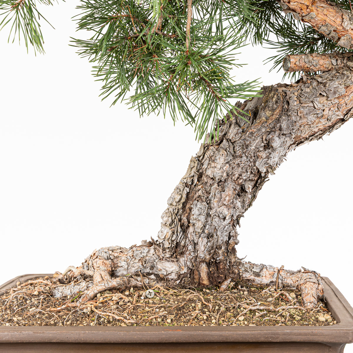 Bonsái - Pino silvestre (Pinus sylvestris) - PS10601