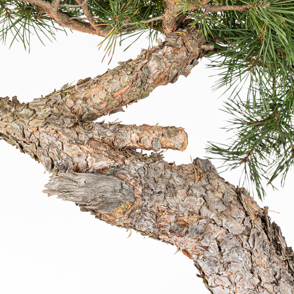 Bonsái - Pino silvestre (Pinus sylvestris) - PS10601